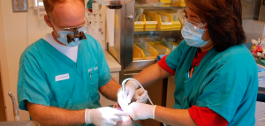 Auxiliar de Saúde Bucal: Conheça 3 possibilidades de crescimento na área